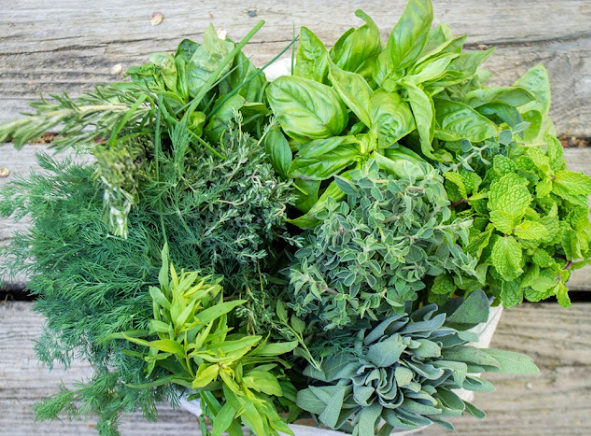 Cup of herbal tea with fresh herbs